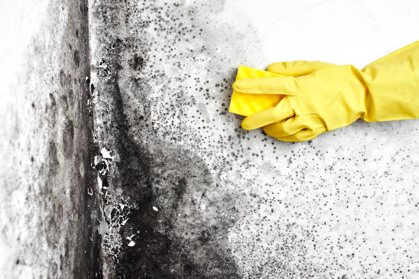 Home Mold Removal in Creve Coeur, IL