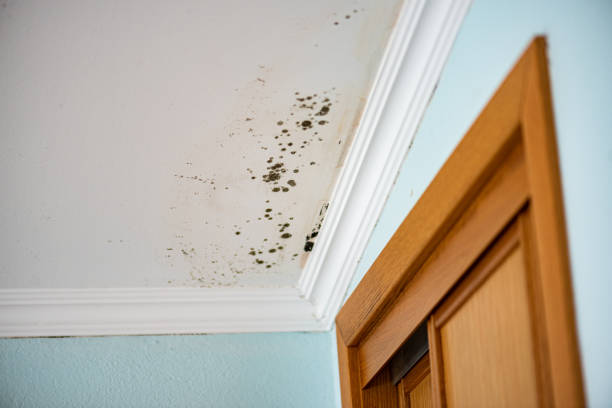 Professional Mold Removal in Creve Coeur, IL