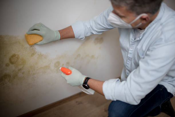 Best Local Mold Removal Service  in Creve Coeur, IL