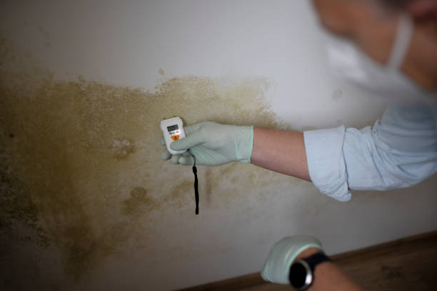 Best Mold Testing  in Creve Coeur, IL