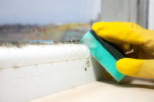 Best Mold Removal Company Near Me  in Creve Coeur, IL