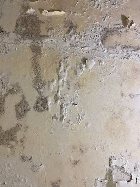 Best Toxic Mold Removal  in Creve Coeur, IL