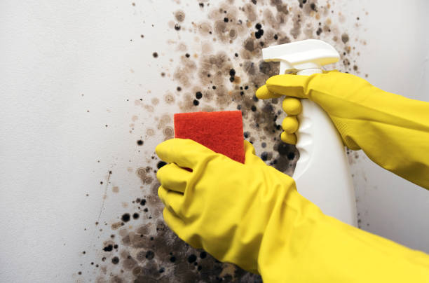 Best Black Mold Removal  in Creve Coeur, IL