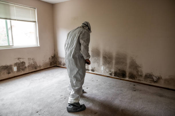 Best Toxic Mold Removal  in Creve Coeur, IL