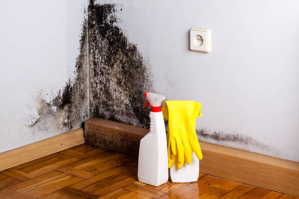 Best Certified Mold Removal  in Creve Coeur, IL
