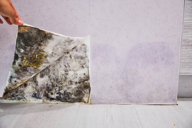 Best Mold Removal and Inspection  in Creve Coeur, IL